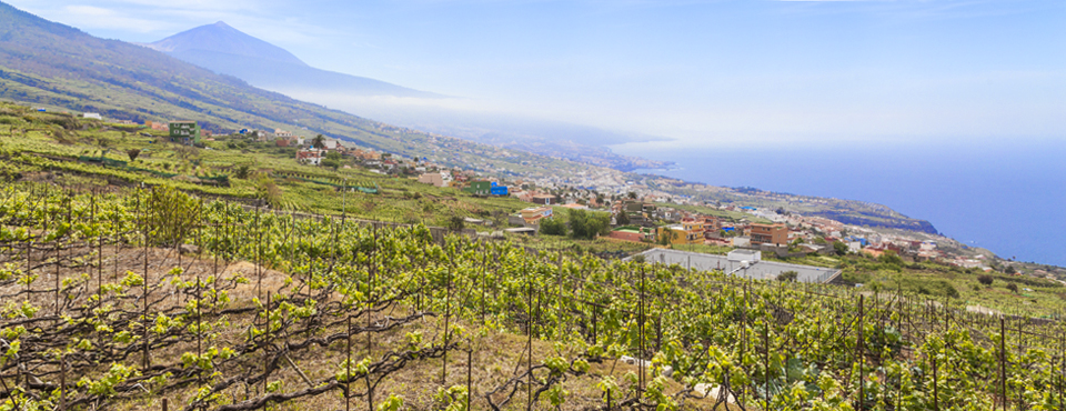 Paisajes de viñedos